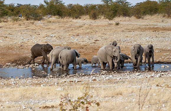 herd of African bush elephants