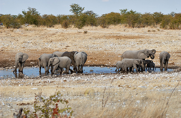 herd of African bush elephants