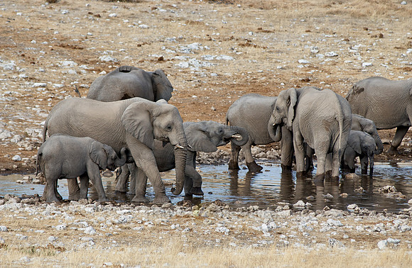 herd of African bush elephants