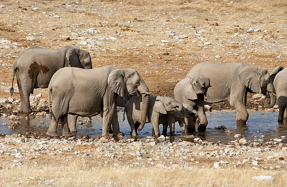 herd of African bush elephants