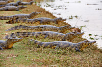 huge group yacare caiman