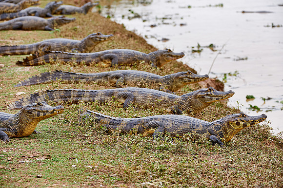 huge group yacare caiman