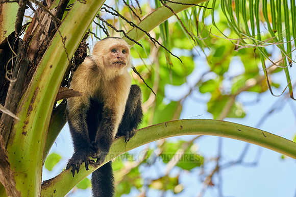 Panamanian white-faced capuchin (Cebus imitator)|