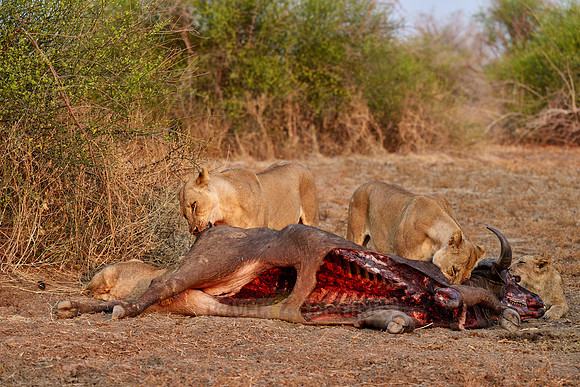 pride of lioness (Panthera leo) at buffalo kill
