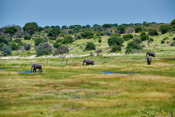 African Elephants feeding at Boteti River