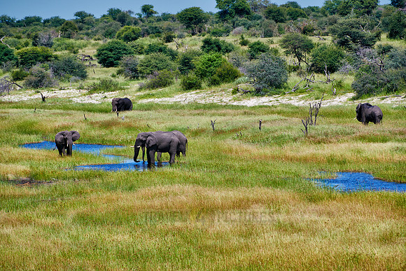 African Elephants feeding at Boteti River