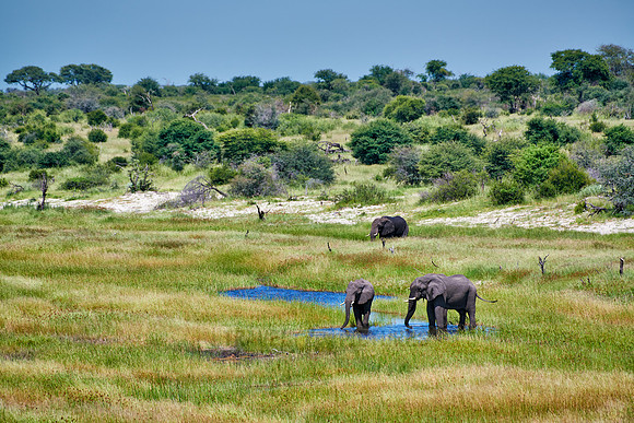 African Elephants feeding at Boteti River