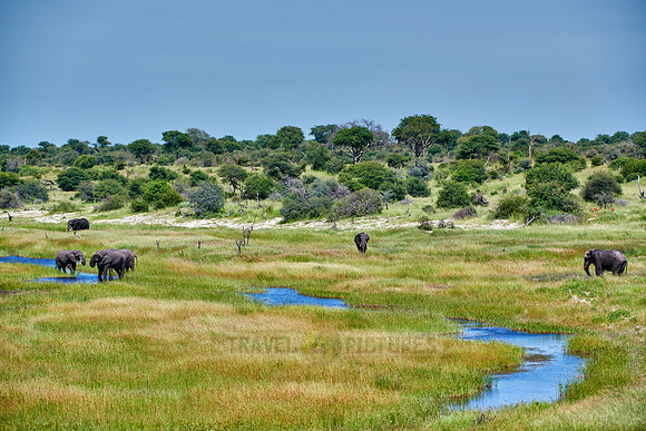 African Elephants feeding at Boteti River