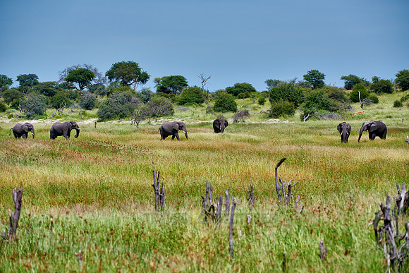 African Elephants feeding at Boteti River