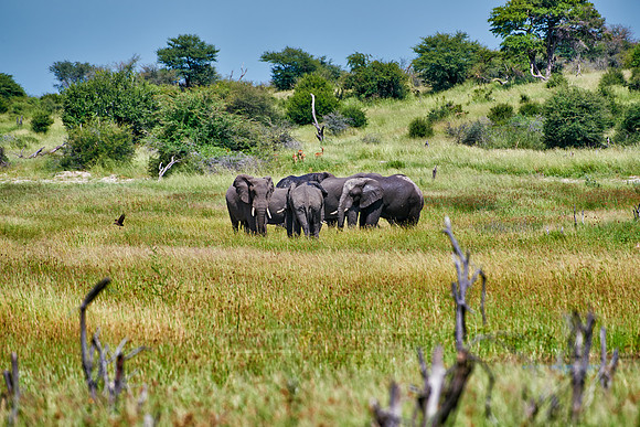 African Elephants feeding at Boteti River