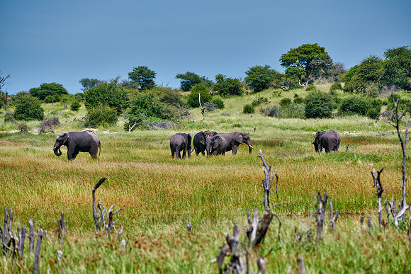 African Elephants feeding at Boteti River