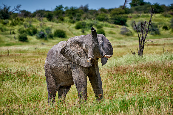 African elephant smelling