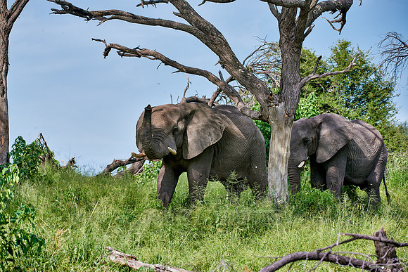 African elephants Boteti River