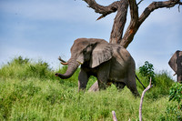 African elephants Boteti River