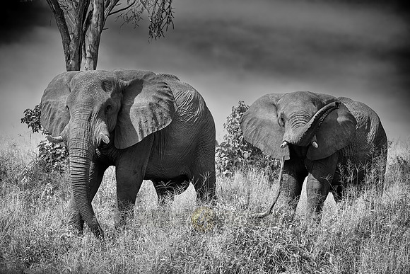African elephants Boteti River