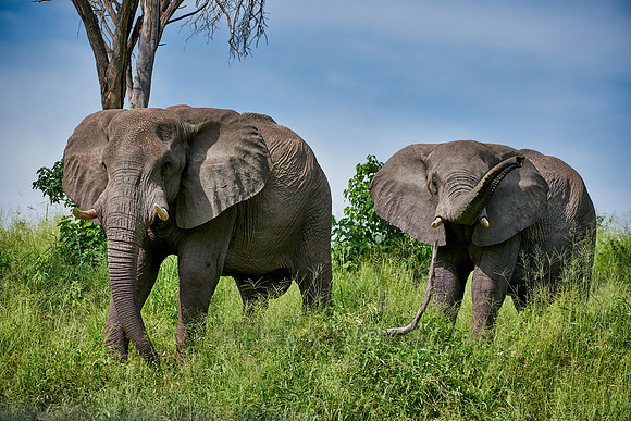 African elephants Boteti River