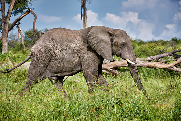 African elephant at Boteti River,