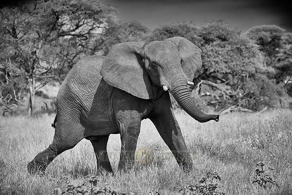 angry African elephant