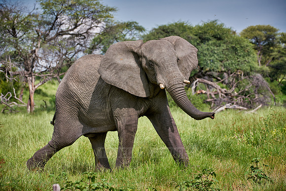 angry African elephant
