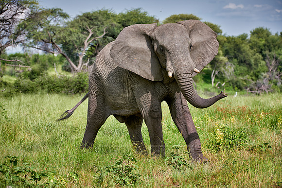 angry African elephant