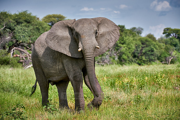 angry African elephant