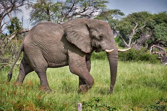 African elephant at Boteti River,