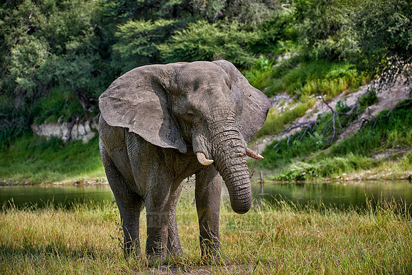 African elephant at Boteti River,