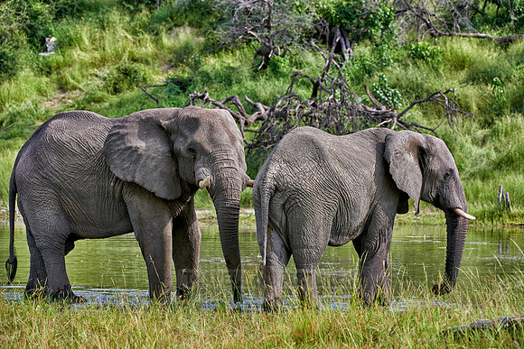 African elephants Boteti River
