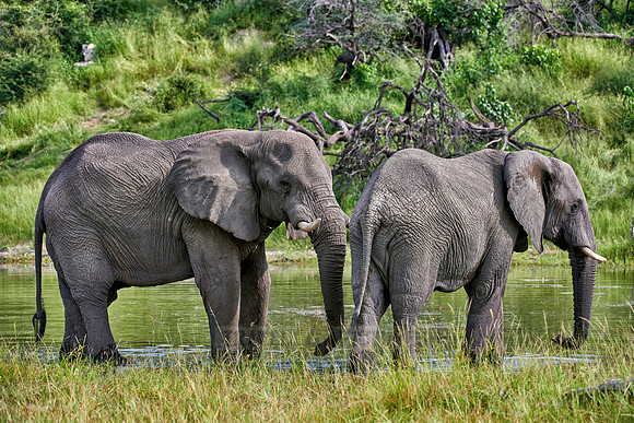 African elephants Boteti River