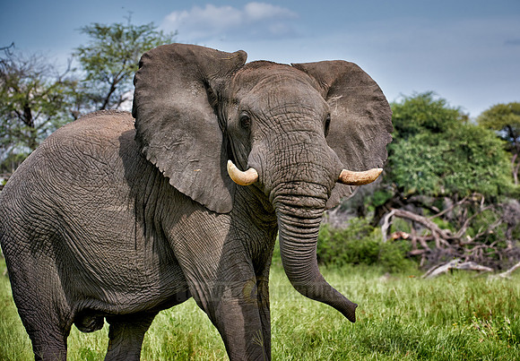 angry African elephant