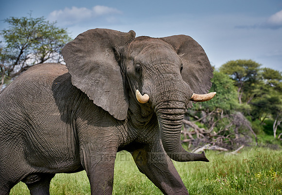 angry African elephant