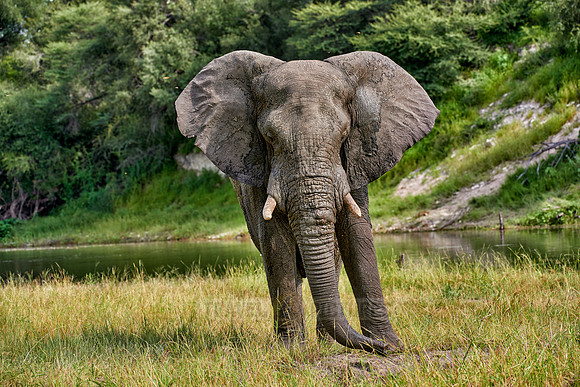 African elephant at Boteti River,