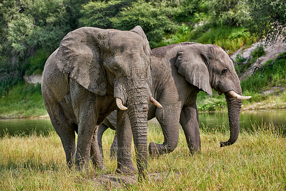 African elephants Boteti River
