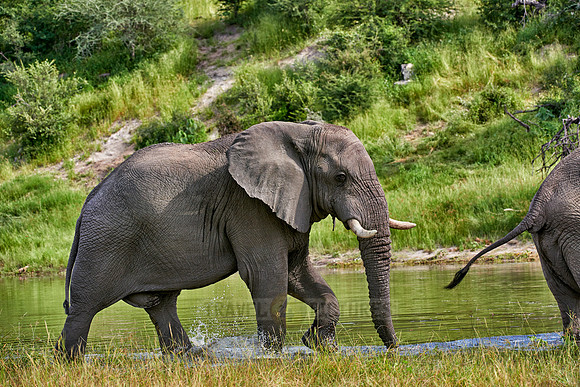 African elephant at Boteti River,