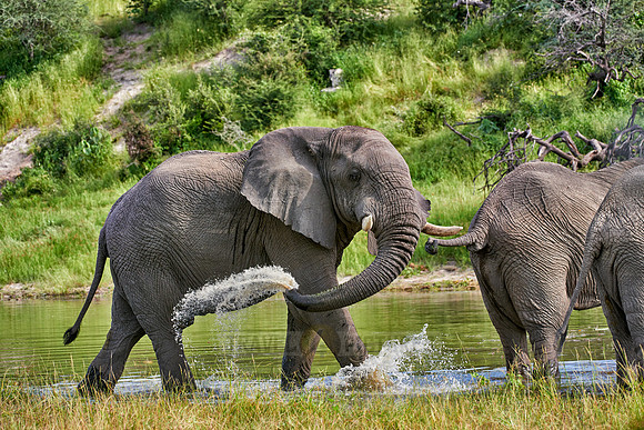 African elephant at Boteti River,