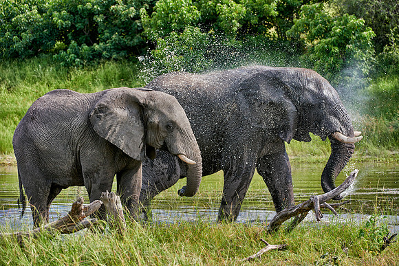 African elephants Boteti River