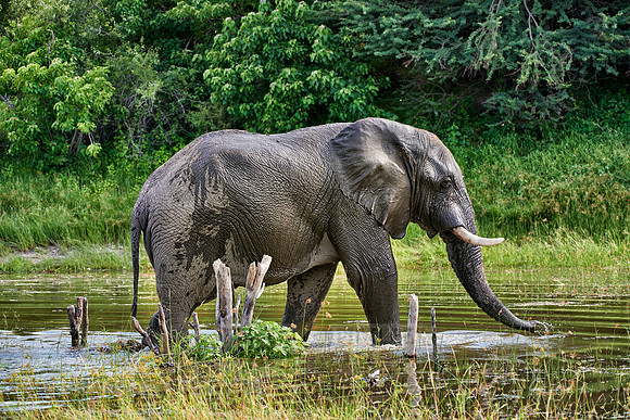 African elephant drinking water at Boteti River