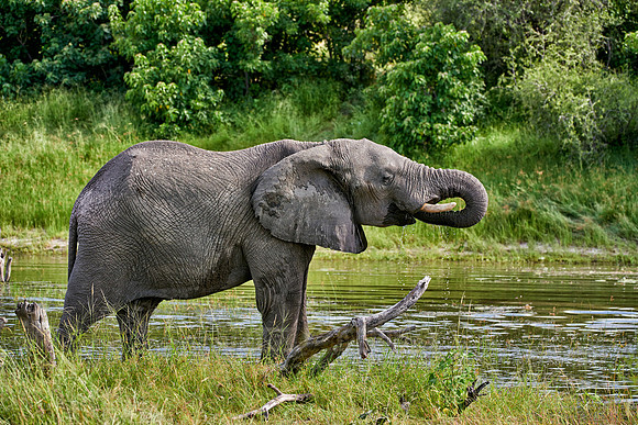 African elephant drinking water at Boteti River