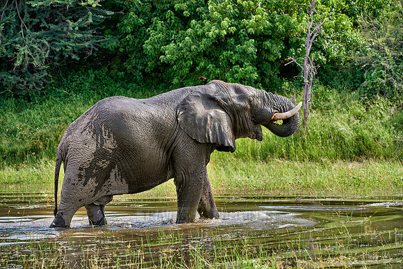 African elephant drinking water at Boteti River