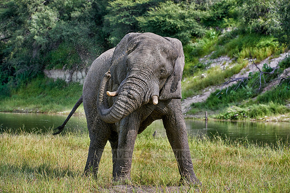 African elephant at Boteti River,