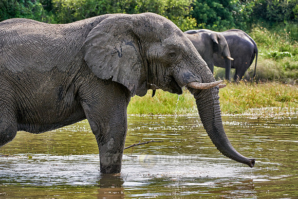 African elephant drinking water at Boteti River