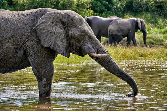 African elephant drinking water at Boteti River