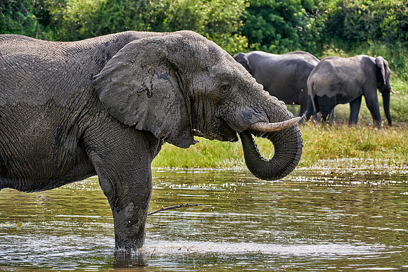 African elephant drinking water at Boteti River