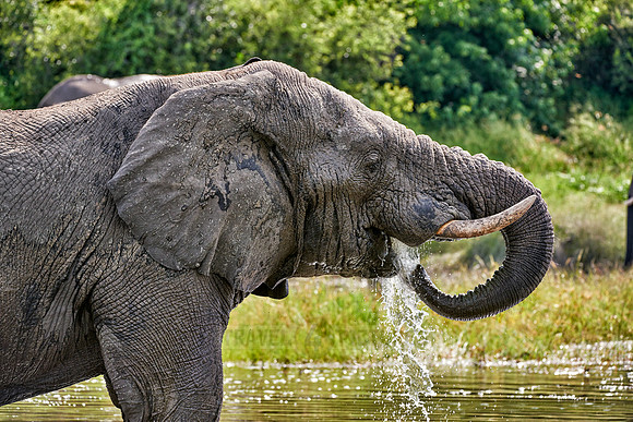 African elephant drinking water at Boteti River