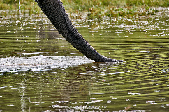 trunkof African elephant drinking water at Boteti River