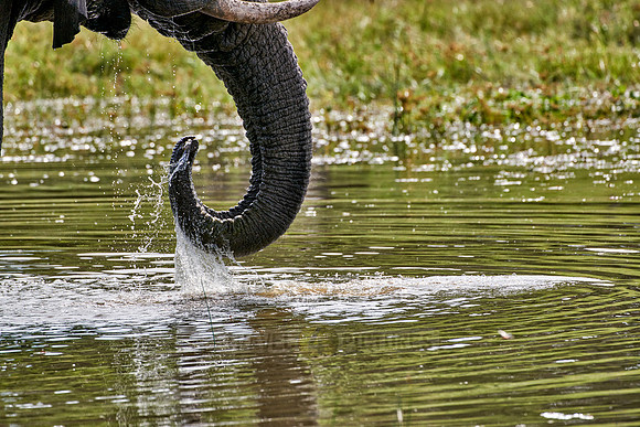 trunkof African elephant drinking water at Boteti River