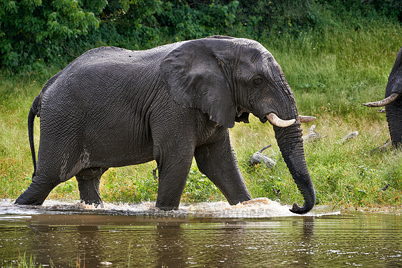 African elephant drinking water at Boteti River