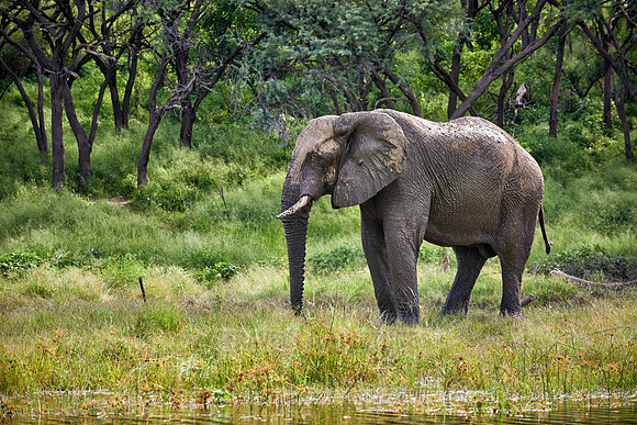 African elephant at Boteti River,
