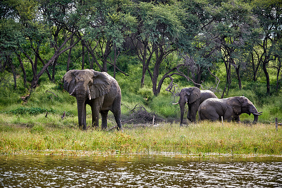 African elephants Boteti River