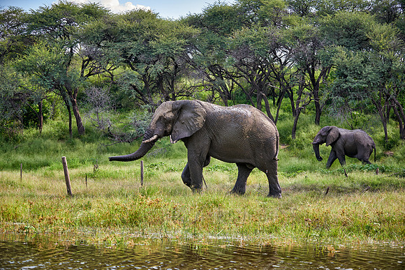 African elephant at Boteti River,